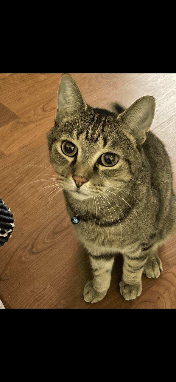 gatos