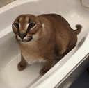 gatos
