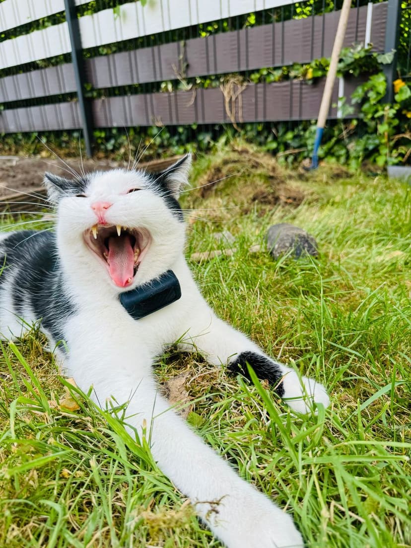 gatos