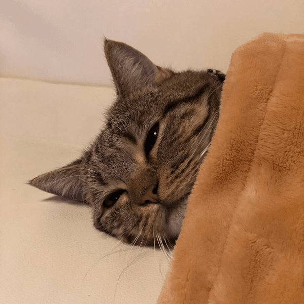gatos