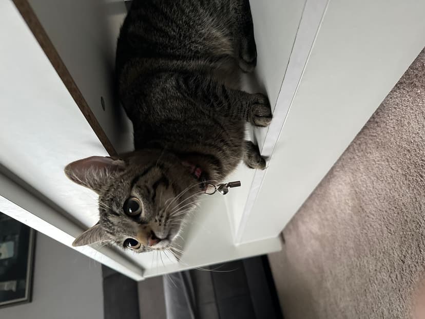 gatos