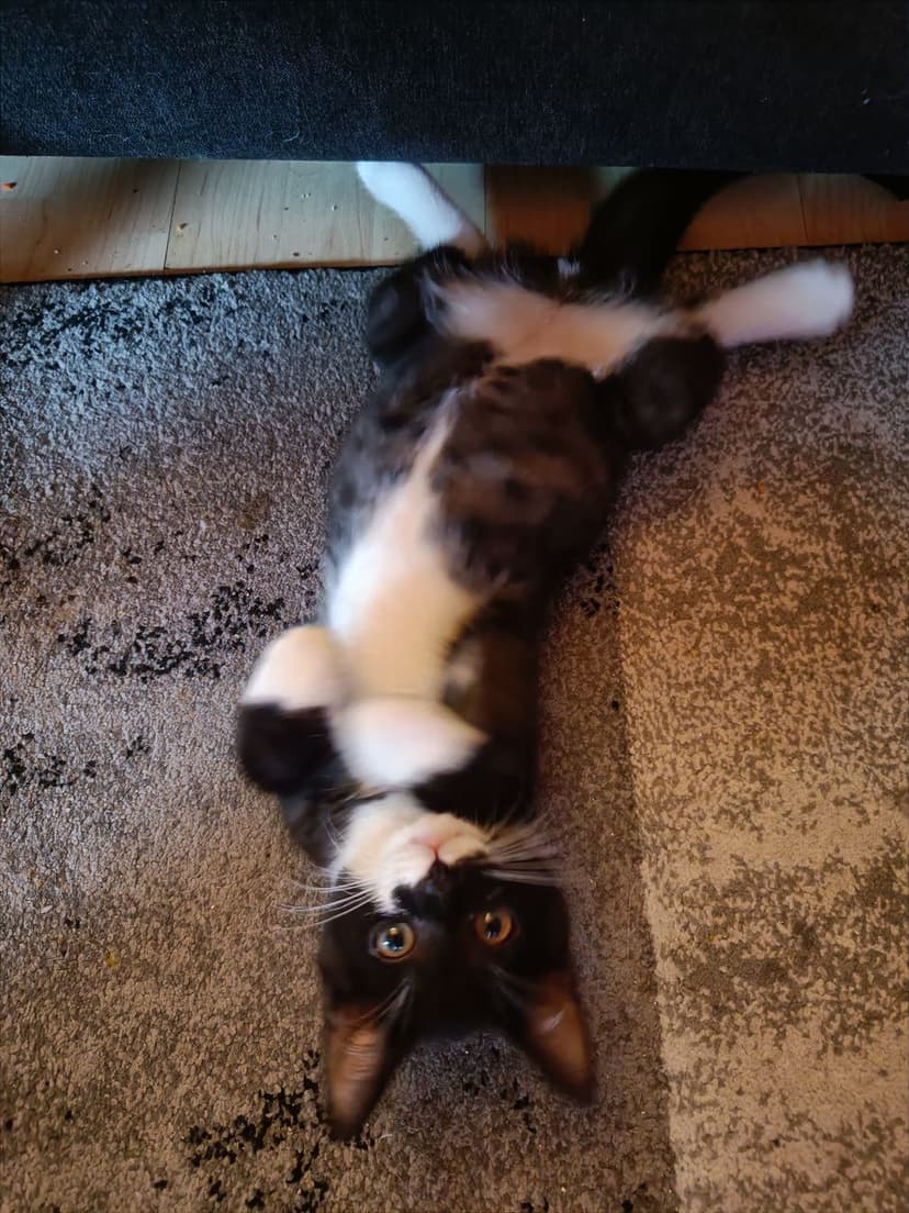 gatos