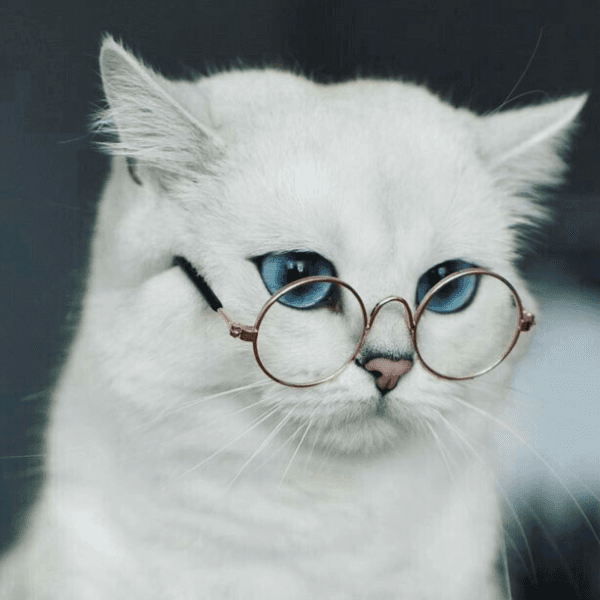 gatos