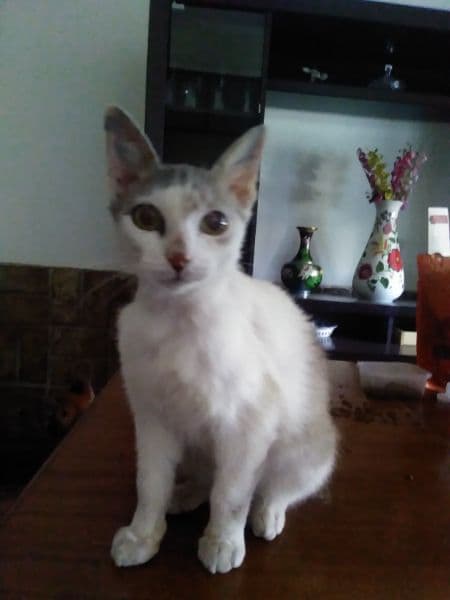 gatos