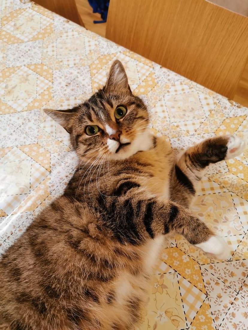 gatos