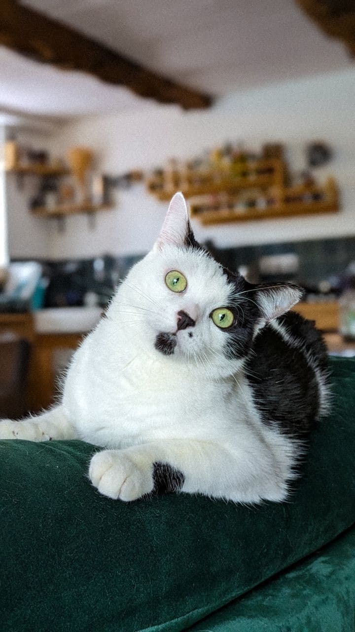 gatos