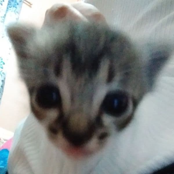 gatos