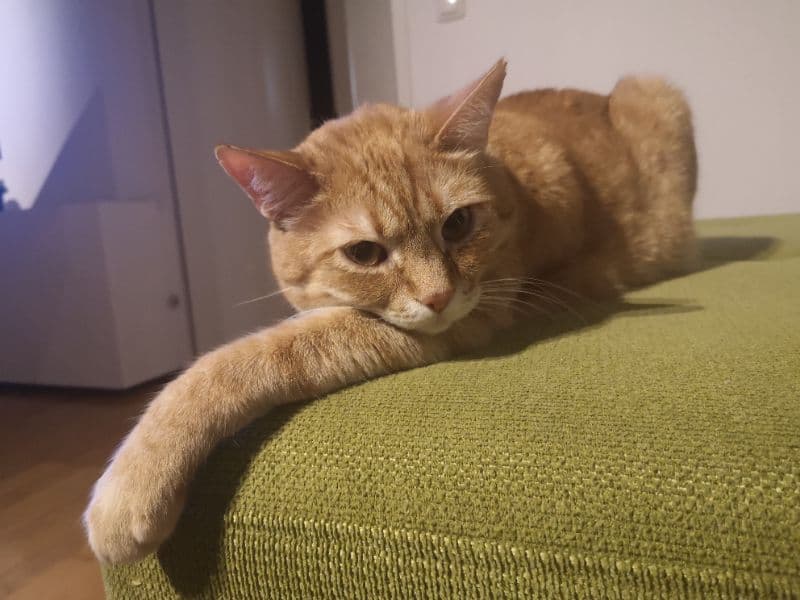 gatos