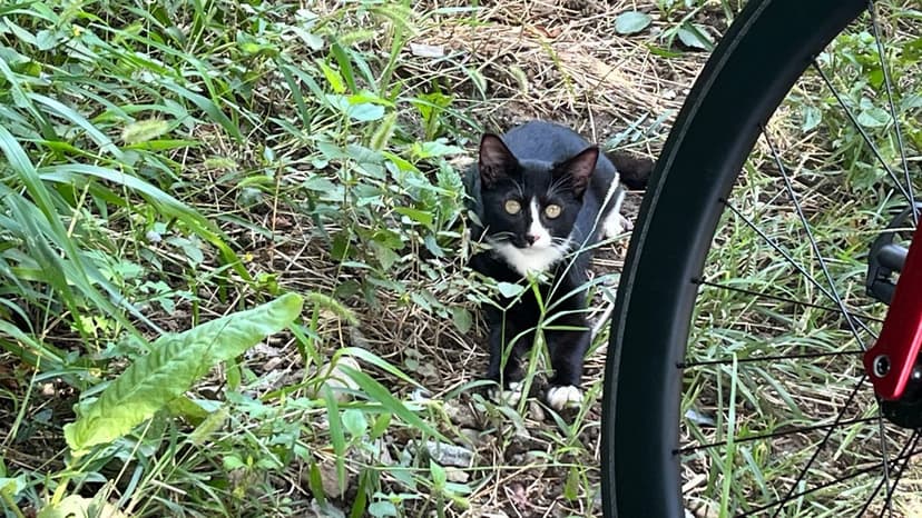 gatos