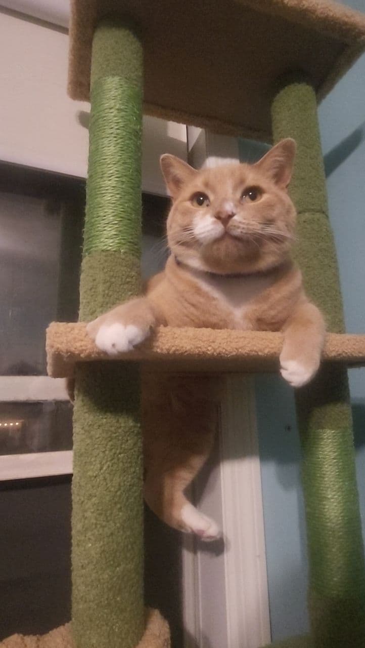 gatos