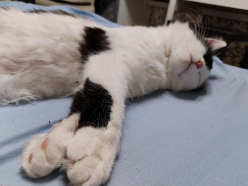 gatos