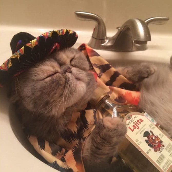 gatos